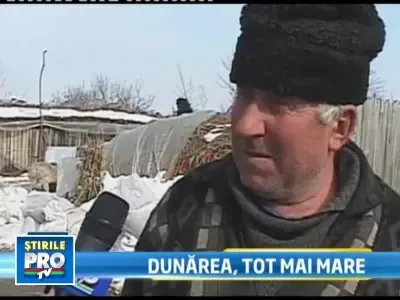 Cod portocaliu! Dunarea umflata ameninta cu inundatii mai multe judete