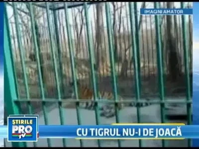 Tanarul sfasiat de tigru: Am mangaiat de mai multe ori animalele de la Zoo