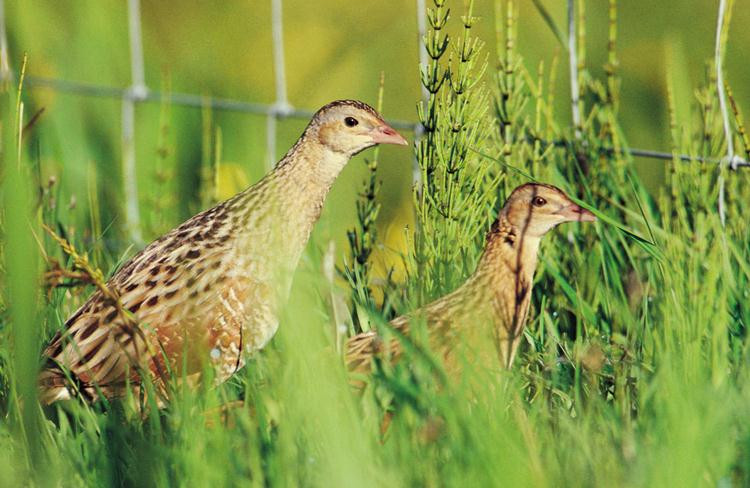 Vanturelul de seara sau cristelul de camp, sursa de venit pentru fermieri!