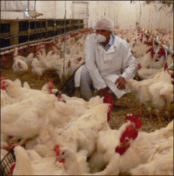 O noua tulpina a virusului gripei aviare a facut prima victima, in China. Ancheta e in desfasurare