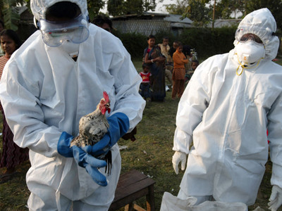 Veterinarii romani in alerta! In Bulgaria bantuie febra aftoasa