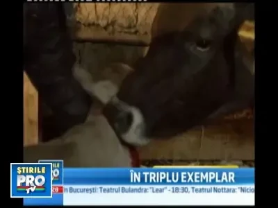 Madalina, vaca eroina! A fatat trei viteluse perfect sanatoase!