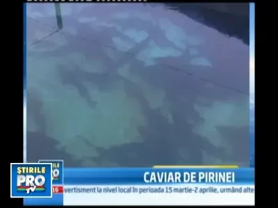 Solutie pe timp de criza: ferma de sturioni, pentru a vinde caviarul!