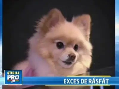 Intre 65 si 110 dolari: pretul unei camere la un hotel pentru patrupede