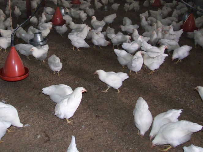 Doua treimi din puii sacrificati in Romania, contaminati cu salmonela