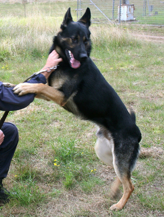 Vizita la scoala de dresaj canin din Sibiu, cadou neasteptat pentru copii de ziua lor