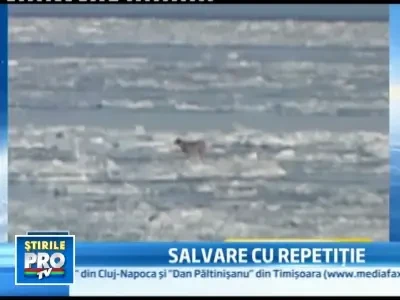 Abia salvat de pe un lac, un catel s-a intors in aceleasi ape inghetate