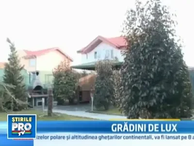 Ultima moda in materie de gradini de lux: palmierul de 5.000 de euro!