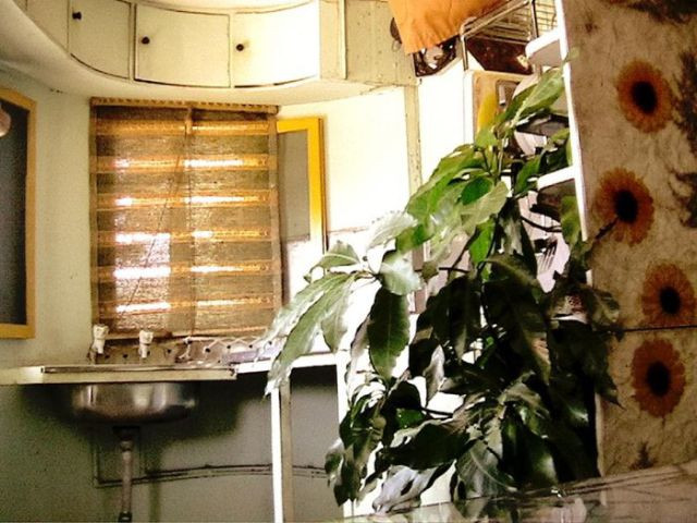 UIMITOR! Casa din copacul de mango! Ai locui in ea?