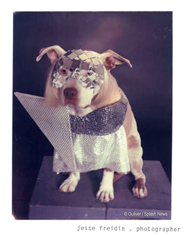 Doggie GaGa! Si cainii adopta stilul Lady GaGa!