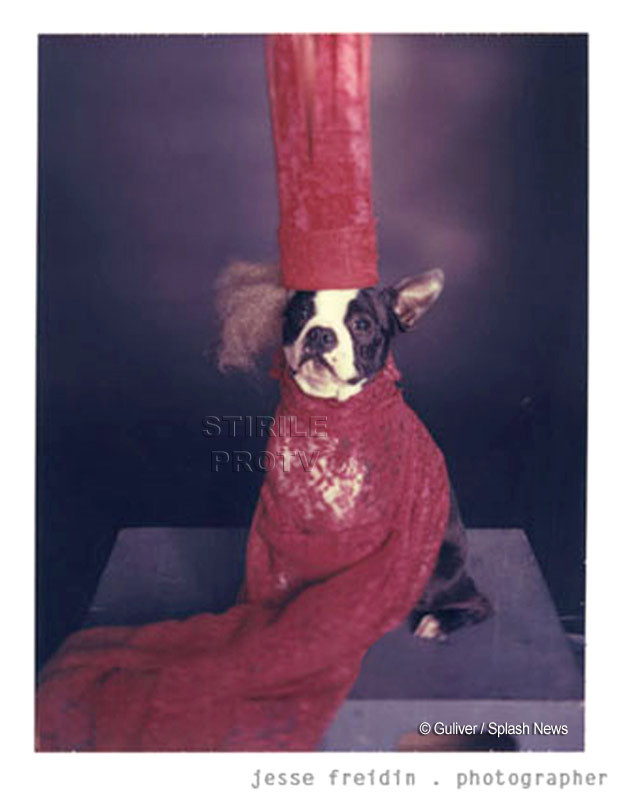 Hainele pentru animale, la mare cautare! Magazinele sunt pe profit