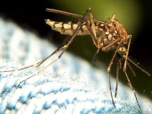 Ploile ne-au scapat de canicula, dar ne-au adus tantarii pe cap. E invazie