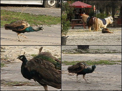Un paun jumulit si doi ponei au facut "senzatie" in Bucuresti. VIDEO