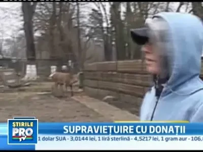 TRAGIC! Animalele de la ZOO se sting de foame si de stres!