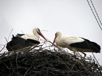 Electricienii polonezi masoara berzele de pe stalpi