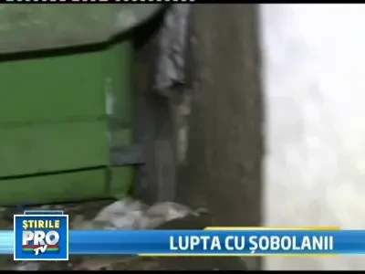 Subsoluri pline de sobolani! Asta aduce primavara bucurestenilor