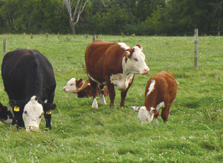 Vaca noastra pierde competitia in fata celei din Argentina! E mai stresata!