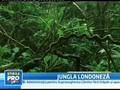 Jungla s-a mutat in centrul Londrei!