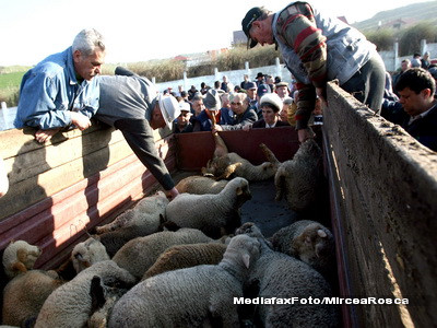 Nu platiti din prima mielul la piata! Negociati!