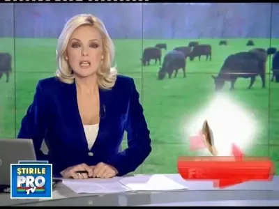 Vaca noastra pierde competitia in fata celei din Argentina! E mai stresata!