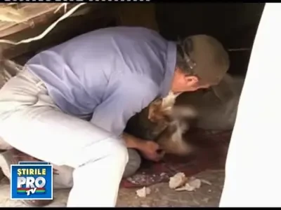 Cruzime fara margini in Bulgaria: un caine taiat la toate picioarele