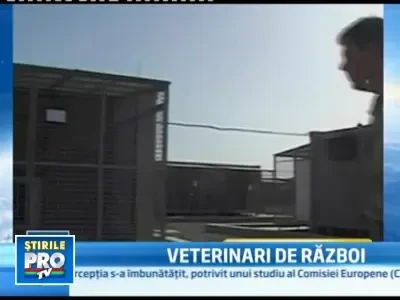 Povestea veterinarilor britanici din Afganistan