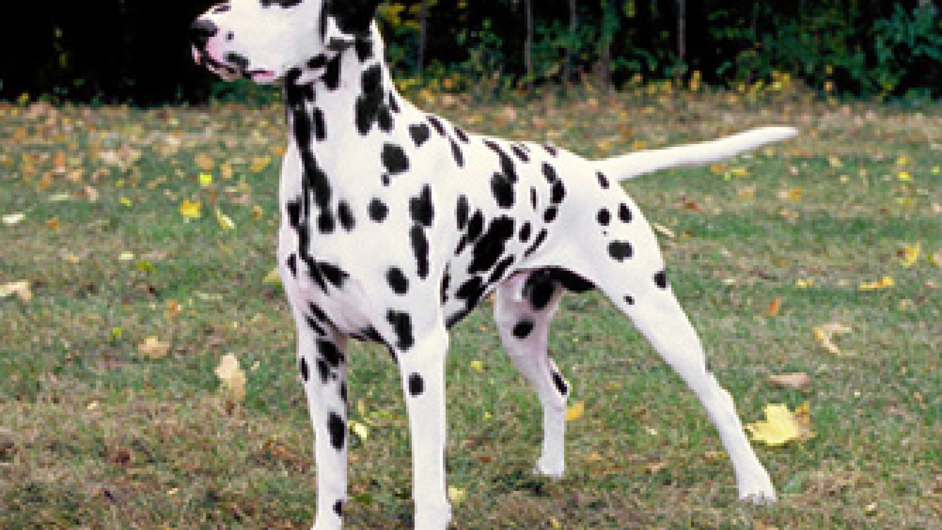 Visati la un catel? Inchiriati mai intai unul si vedeti daca va place