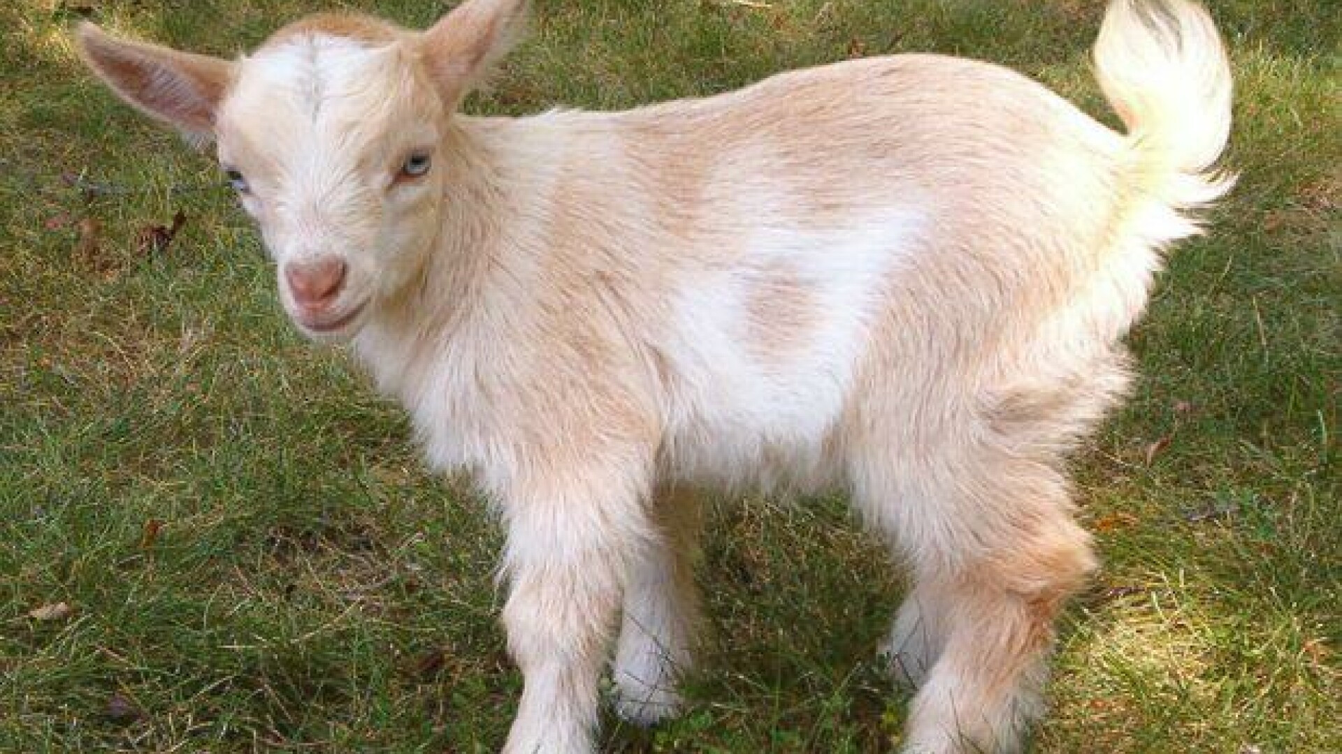 Vrei sa fii cool? Ia-ti o capra!