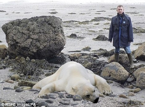 Pagina de lins si ursi polari esuati. Tu ce farsa ai facut?