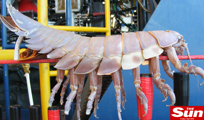 Monstru marin, descoperit in Golful Mexicului