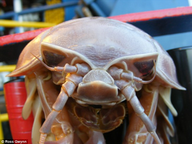 Isopod