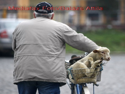 500 de lei un miel! Cat un frigider