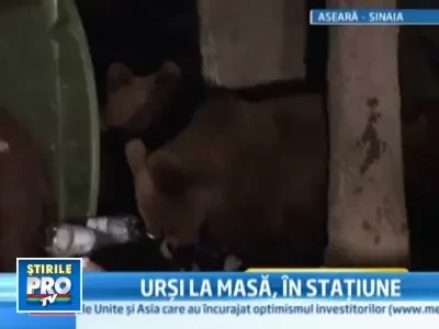 Ursii, la cersit in Sinaia