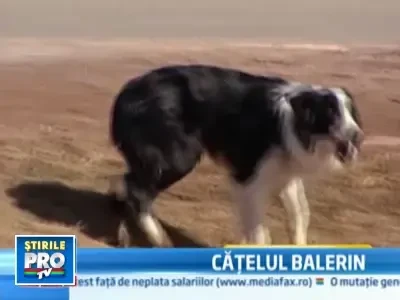 Cainele vedeta: face piruete. Numai langa masini