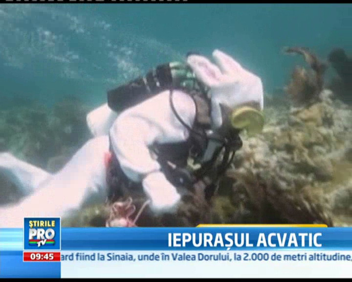 In ton cu Pastele! Iepurasul cu caiac si cel care face scufundari!