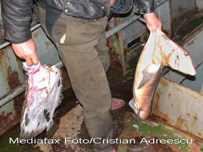 Semnal de alarma! Calcanii din Marea Neagra sunt pe cale de disparitie