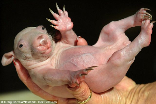 Wombat impresioneaza Australia! Il vrei acasa?