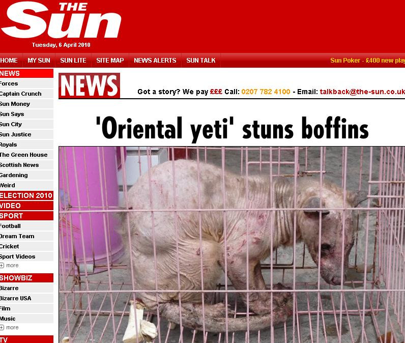 Yeti oriental! Specialistii, depasiti de situatie. Ce creatura e aceasta?