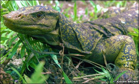Iubirea pentru soparle a determinat-o sa faca respiratie gura la gura unei dintre ele. Ce s-a intamplat