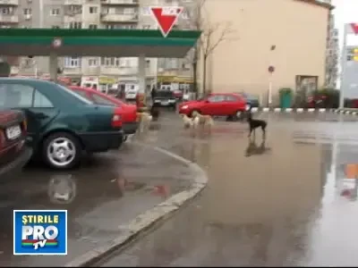 Bucuresti: capitala europeana a cainilor vagabonzi!