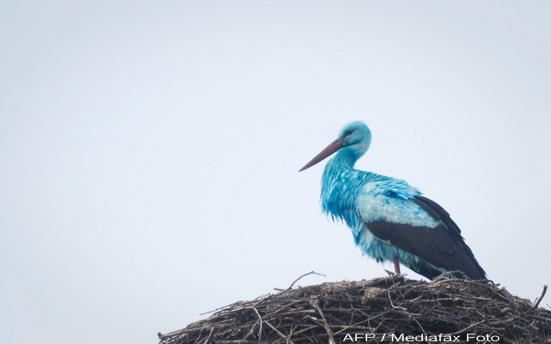 Barza cu pene albastre, relanseaza economia intr-un satuc din Germania!