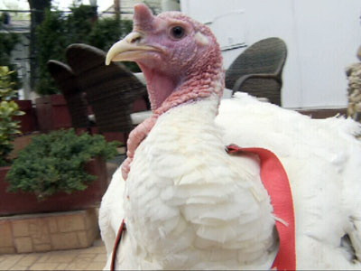 Epidemie de proportii in SUA. 16.000 de tone de curcan, restrase de la comercializare