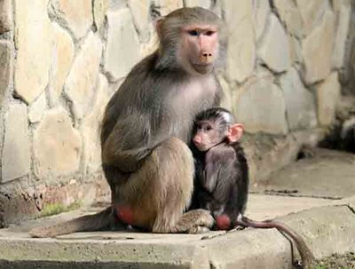 Pui de pavian cu mantie, noua vedeta a gradinii zoologice din Mures!