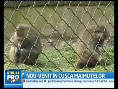 Pui de pavian cu mantie, noua vedeta a gradinii zoologice din Mures!