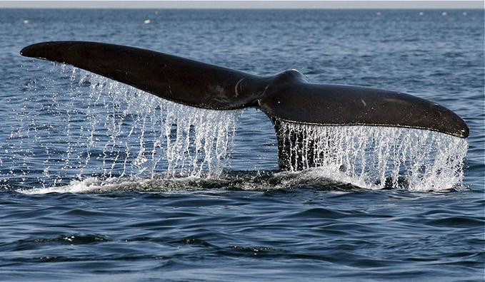 Salvare de proportii. 80 de balene au esuat pe un tarm din Noua Zeelanda