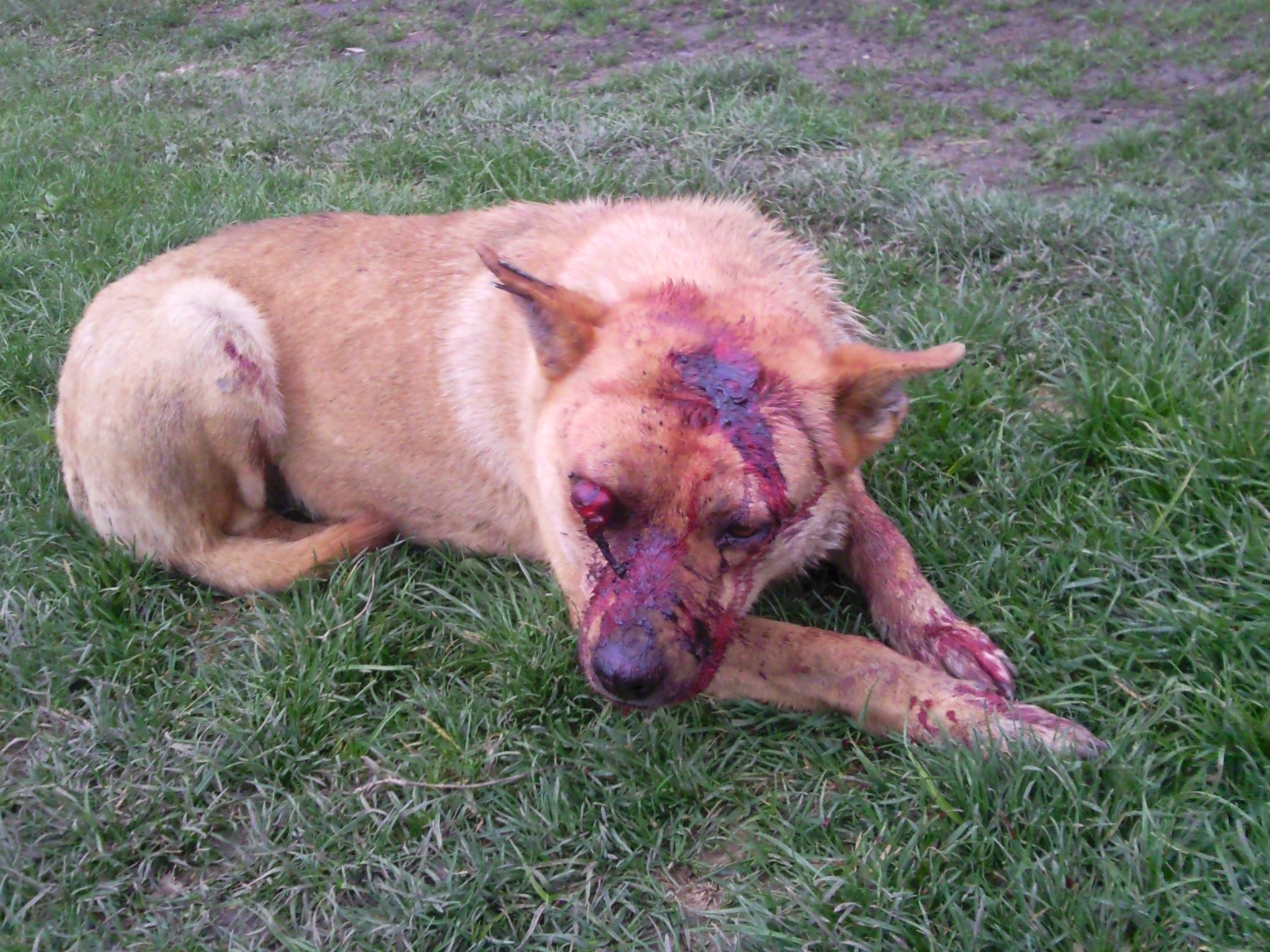 INFIORATOR! I-a dat unui caine cu ciocanul in cap pana i-a scos ochiul!