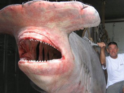 Rechin monstru capturat in Australia. Peste o tona!