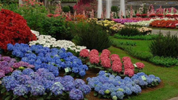 Galati este, pentru cateva zile, orasul florilor