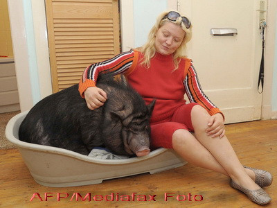 Purtati-va frumos cu porcii, ca sa luati bani de la stat!