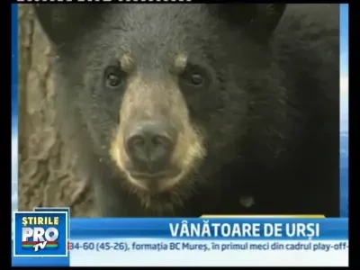 La vanatoare de ursi cu GPS-ul pe caine